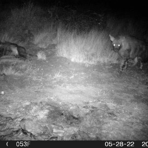 Big Brown Hyena Trail Camera South Africa