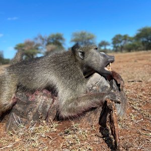 Baboon Hunting South Africa
