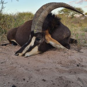 Sable Hunting Limpopo South Africa