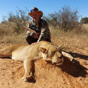 Lioness Hunting Kalahari South Africa