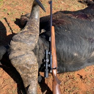 Buffalo Hunting South Africa