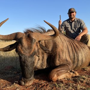 Blue Wildebeest Hunting Limpopo South Africa
