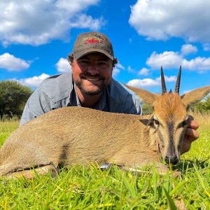 Common Duiker Hunting Limpopo South Africa
