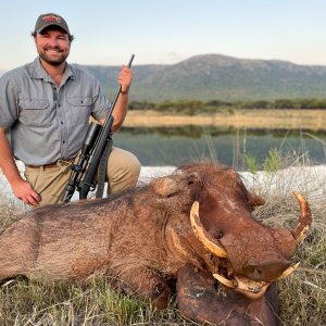 Warthog Hunting Limpopo South Africa