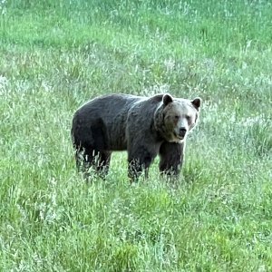 Bear Hunting Romania