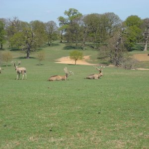 Fallow Deer England