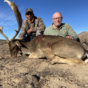 Fallow Deer Hunting Northern Cape South Africa