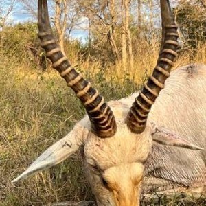 White Blesbok Hunt Limpopo South Africa