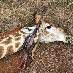 Giraffe Hunt Limpopo South Africa