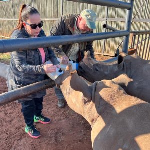 Feeding Rhino Limpopo South Africa