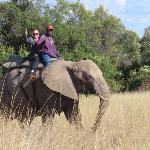 Elephant Rides Limpopo South Africa