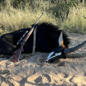 Sable Hunt Limpopo South Africa