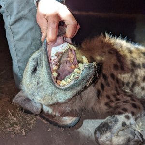 Spotted Hyena Teeth Zimbabwe