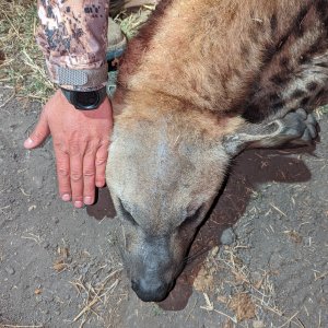 Spotted Hyena Head Size Zimbabwe