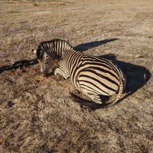 Zebra Hunt Zimbabwe