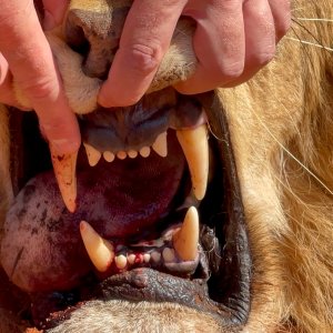 Lion Teeth Zimbabwe
