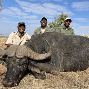 Buffalo Hunt Matetsi Zimbabwe