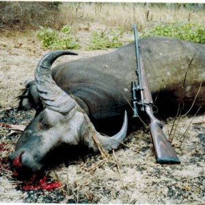 West african Buffalo shot in Burkina Faso