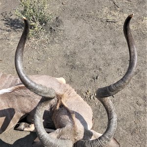 62 Inch Kudu Hunt South Africa