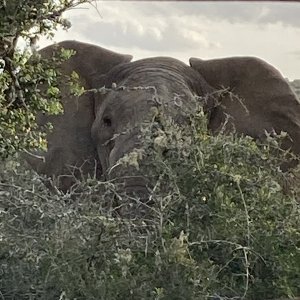 Elephant South Africa
