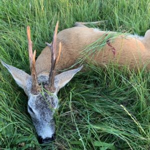 Roe Deer Hunting Poland