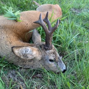 Roe Deer Hunting Poland