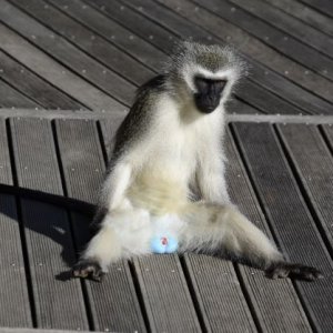 Vervet Monkey South Africa