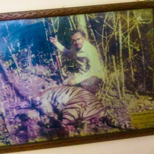 Bengal Tiger Hunting