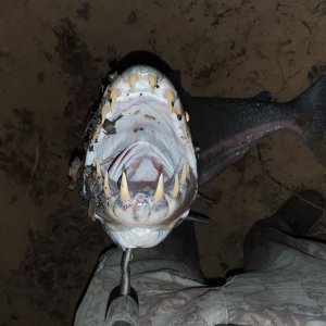 Goliath Tigerfish Mouth