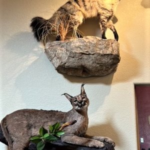 Caracal Full Mount Taxidermy