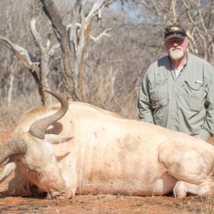 Unusual White Wildebeest Crossbow Hunt South Africa
