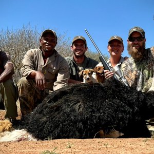 Ostrich Hunting South Africa