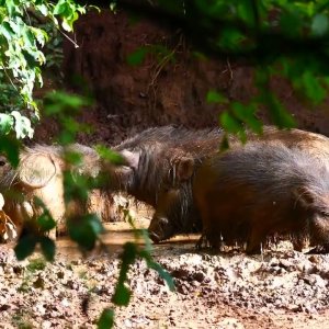Giant Forest Hog in Central African Republic
