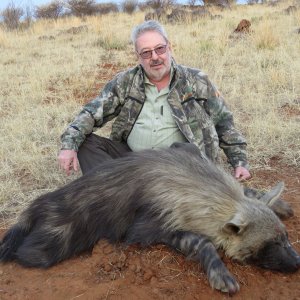Brown Hyena Hunting Northern Cape South Africa