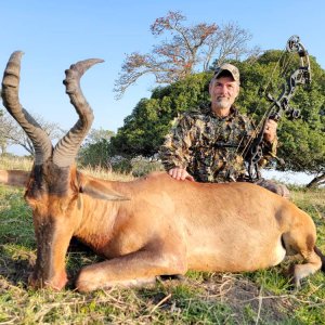 Red Hartebeest Bow Hunt South Africa
