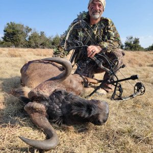 Black Wildebeest Bow Hunt South Africa