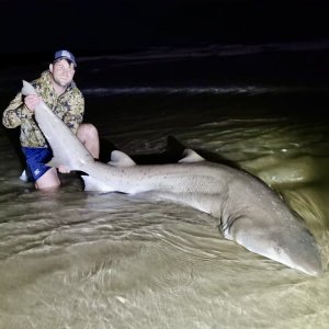 150 Kg Ragged Tooth Shark Fishing South Africa