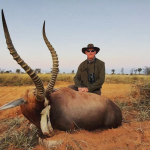 20.5 Inch Blesbok Hunting Kalahari South Afdrica