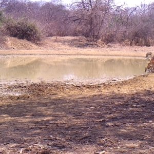 Busy day at the waterhole.