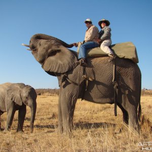Elephant Ride Limpopo South Africa