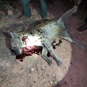 Hyena Hunting Zimbabwe