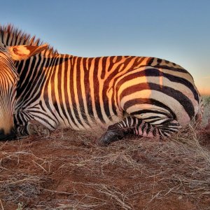 Hartmann's Zebra Hunt South Africa