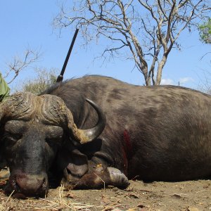 Buffalo Coutada 9 / República de Moçambique