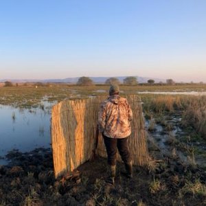 Wild Waterfowl shooting South Africa