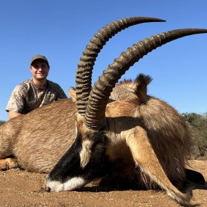 Roan Antelope Hunt South Africa