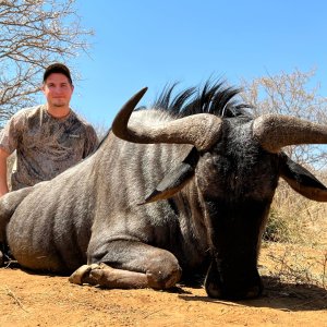 Blue wildebeest Hunt South Africa