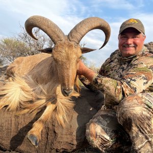 Barbary sheep Hunt South Africa