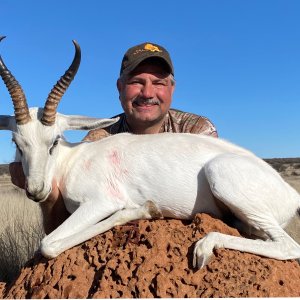 White Springbuck Hunt South Africa