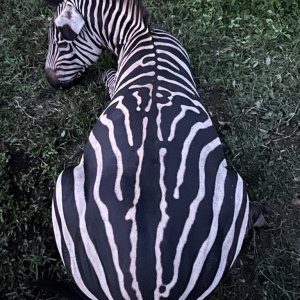 Grant's Zebra Hunt Uganda