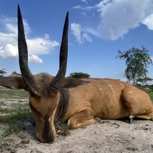 Nile Bushbuck Hunt Uganda